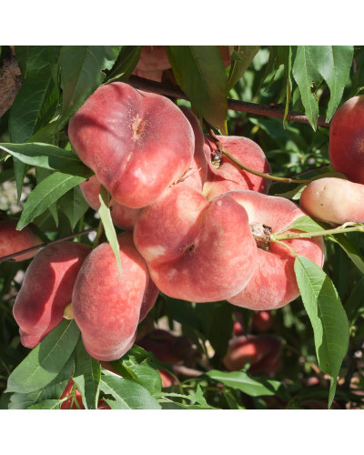 Персик інжирний Сатурн (середній) | Prunus persica Saturn | Персик инжирный Сатурн (средний)