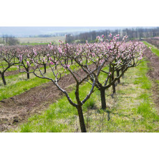 Персик інжирний Сатурн (середній) | Prunus persica Saturn | Персик инжирный Сатурн (средний)