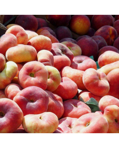 Персик інжирний Сатурн (середній) | Prunus persica Saturn | Персик инжирный Сатурн (средний)