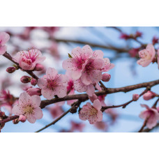 Персик інжирний Сатурн (середній) | Prunus persica Saturn | Персик инжирный Сатурн (средний)