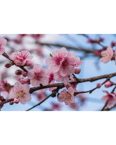 Персик інжирний Сатурн (середній) | Prunus persica Saturn | Персик инжирный Сатурн (средний)