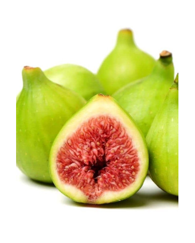 Інжир ремонтантний Адріатичний | Ficus carica Adriatic | Инжир ремонтантный Адриатический