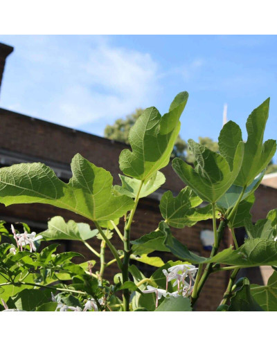 Інжир ремонтантний Адріатичний | Ficus carica Adriatic | Инжир ремонтантный Адриатический