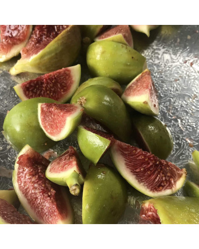 Інжир ремонтантний Адріатичний | Ficus carica Adriatic | Инжир ремонтантный Адриатический
