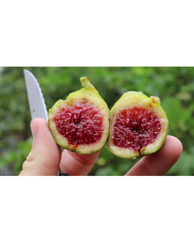 Інжир ремонтантний Адріатичний | Ficus carica Adriatic | Инжир ремонтантный Адриатический