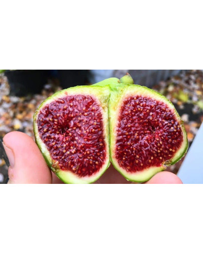 Інжир ремонтантний Адріатичний | Ficus carica Adriatic | Инжир ремонтантный Адриатический