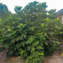 Інжир ремонтантний Адріатичний | Ficus carica Adriatic | Инжир ремонтантный Адриатический