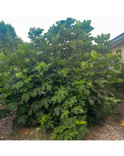 Інжир ремонтантний Адріатичний | Ficus carica Adriatic | Инжир ремонтантный Адриатический