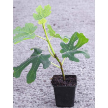 Інжир ремонтантний Адріатичний | Ficus carica Adriatic | Инжир ремонтантный Адриатический