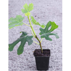 Інжир ремонтантний Адріатичний | Ficus carica Adriatic | Инжир ремонтантный Адриатический