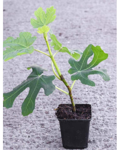 Інжир ремонтантний Адріатичний | Ficus carica Adriatic | Инжир ремонтантный Адриатический