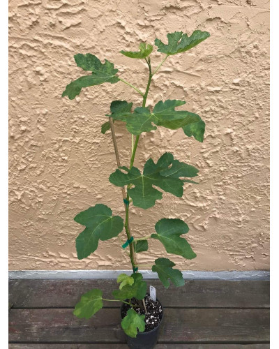 Інжир ремонтантний Адріатичний | Ficus carica Adriatic | Инжир ремонтантный Адриатический