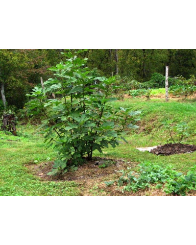 Інжир ремонтантний Адріатичний | Ficus carica Adriatic | Инжир ремонтантный Адриатический