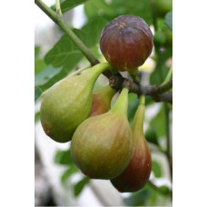 Інжир ремонтантний Далматський | Ficus carica Dalmatia | Инжир ремонтантный Далматский
