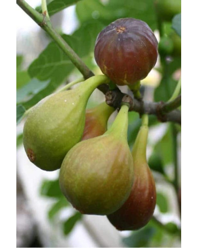 Інжир ремонтантний Далматський | Ficus carica Dalmatia | Инжир ремонтантный Далматский