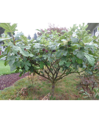 Інжир ремонтантний Далматський | Ficus carica Dalmatia | Инжир ремонтантный Далматский