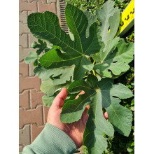 Інжир ремонтантний Далматський | Ficus carica Dalmatia | Инжир ремонтантный Далматский