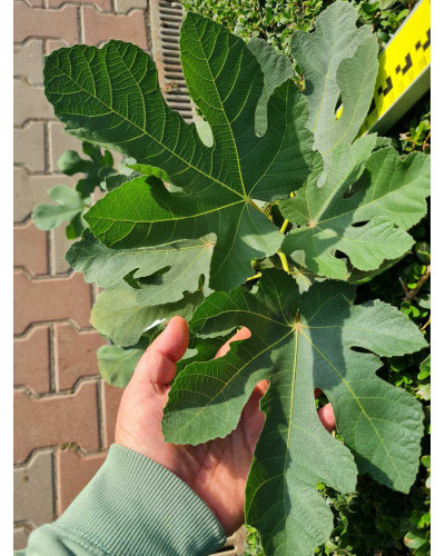 Інжир ремонтантний Далматський | Ficus carica Dalmatia | Инжир ремонтантный Далматский
