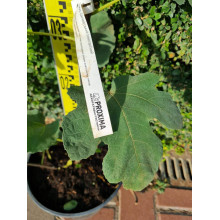 Інжир ремонтантний Далматський | Ficus carica Dalmatia | Инжир ремонтантный Далматский