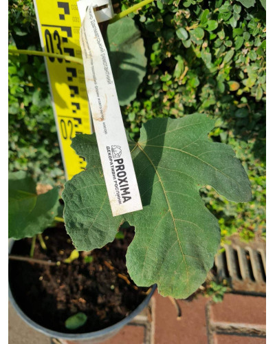 Інжир ремонтантний Далматський | Ficus carica Dalmatia | Инжир ремонтантный Далматский