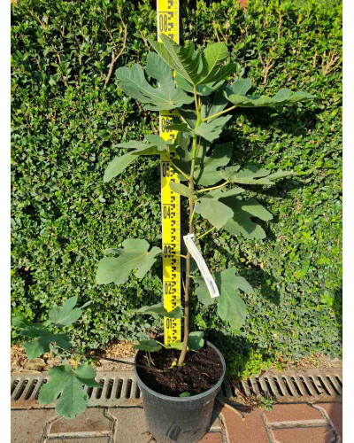 Інжир ремонтантний Далматський | Ficus carica Dalmatia | Инжир ремонтантный Далматский
