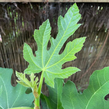 Інжир ремонтантний Далматський | Ficus carica Dalmatia | Инжир ремонтантный Далматский