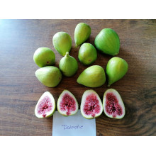 Інжир ремонтантний Далматський | Ficus carica Dalmatia | Инжир ремонтантный Далматский