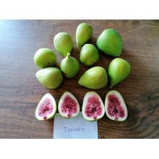 Інжир ремонтантний Далматський | Ficus carica Dalmatia | Инжир ремонтантный Далматский