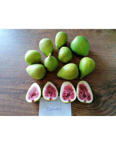 Інжир ремонтантний Далматський | Ficus carica Dalmatia | Инжир ремонтантный Далматский