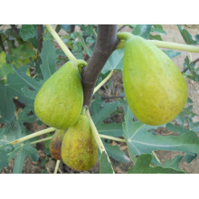 Інжир ремонтантний Далматський | Ficus carica Dalmatia | Инжир ремонтантный Далматский