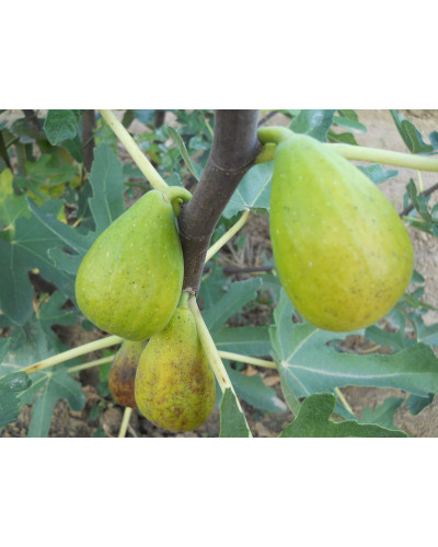 Інжир ремонтантний Далматський | Ficus carica Dalmatia | Инжир ремонтантный Далматский