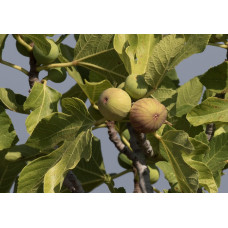 Інжир ремонтантний Далматський | Ficus carica Dalmatia | Инжир ремонтантный Далматский