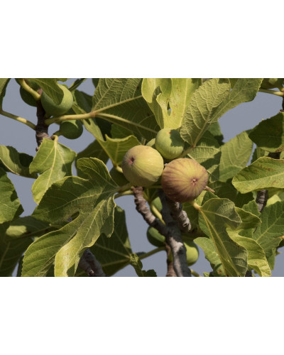Інжир ремонтантний Далматський | Ficus carica Dalmatia | Инжир ремонтантный Далматский
