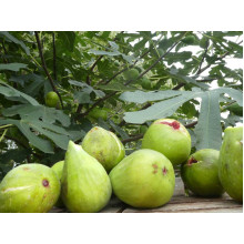 Інжир ремонтантний Далматський | Ficus carica Dalmatia | Инжир ремонтантный Далматский