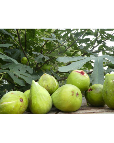 Інжир ремонтантний Далматський | Ficus carica Dalmatia | Инжир ремонтантный Далматский