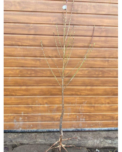 Нектарин Сноу Квін (середній) | Prunus persica / nucipersica Snow Queen (middle) | Нектарин Сноу Квин (средний)