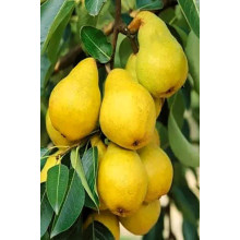Груша колоновидна Декора | Pyrus columnar Dekora | Груша колоновидная Декора