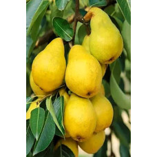 Груша колоновидна Декора | Pyrus columnar Dekora | Груша колоновидная Декора