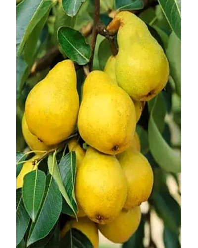 Груша колоновидна Декора | Pyrus columnar Dekora | Груша колоновидная Декора