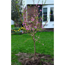 Персик Фіделія (середній) | Персик Фиделия (средний) | Prunus persica Fidelia