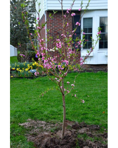 Персик Фіделія (середній) | Персик Фиделия (средний) | Prunus persica Fidelia