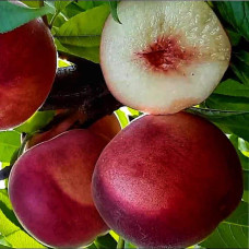 Персик Фіделія (середній) | Персик Фиделия (средний) | Prunus persica Fidelia
