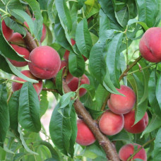 Персик Фіделія (середній) | Персик Фиделия (средний) | Prunus persica Fidelia