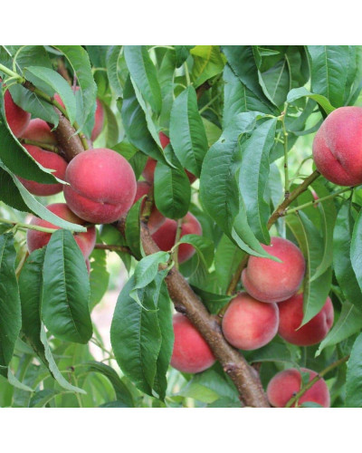Персик Фіделія (середній) | Персик Фиделия (средний) | Prunus persica Fidelia