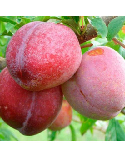 Слива домашняя Озарк Премьер (средняя) | Prunus domestica Ozark Premier | Слива домашняя Озарк Премьер (средняя)