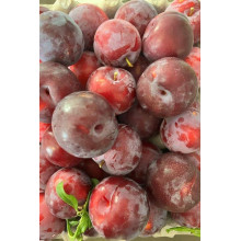 Слива Нектапріум (середня) | Prunus Nectarine Pruim (middle) | Слива Нектаприум (средняя)