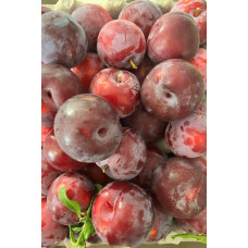 Слива Нектапріум (середня) | Prunus Nectarine Pruim (middle) | Слива Нектаприум (средняя)