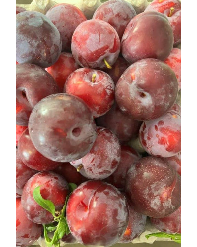 Слива Нектапріум (середня) | Prunus Nectarine Pruim (middle) | Слива Нектаприум (средняя)