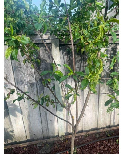 Слива Нектапріум (середня) | Prunus Nectarine Pruim (middle) | Слива Нектаприум (средняя)