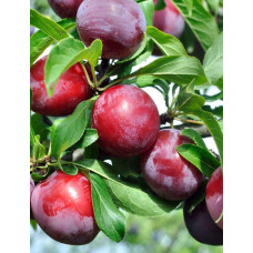 Слива Нектапріум (середня) | Prunus Nectarine Pruim (middle) | Слива Нектаприум (средняя)